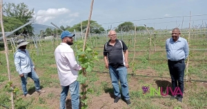 Supervisi&oacute;n a vi&ntilde;edo en Pedro Corto, San Juan de la Maguana.