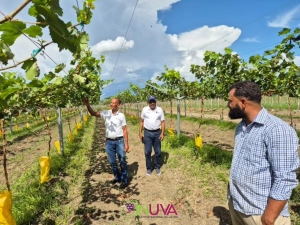Seguimiento a plantaci&oacute;n de uvas en Pedro Corto, San Juan de la Maguana.