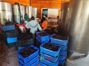 Recepci&oacute;n de producci&oacute;n vit&iacute;cola de la vendimia 2025.