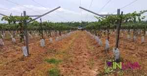 Supervisi&oacute;n a vi&ntilde;edo en Guayub&iacute;n, prov. Montecristi.