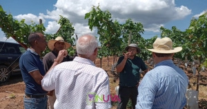 Seguimiento a plantaci&oacute;n de nuevas variedades de uvas en Guayub&iacute;n, Montecristi.